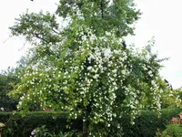 DSCF3830 (2).webp