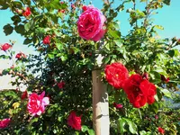 DSCF3827 (2).webp