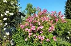 DSCF3829 (2).webp