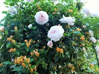 DSCF3795 (2).webp