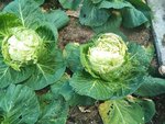 Kohl (1).jpg