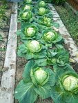 Kohl (2).jpg