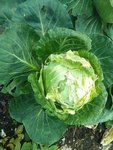 Kohl (3).jpg