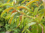 DSCN2886.JPG