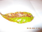 DSCN2889.JPG