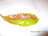 DSCN2889.webp