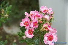 comp_DSC09073.webp
