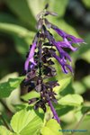 comp_DSC09080.jpg