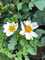 2020-06-30 Minidahlie weiß angefressen.webp