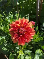 2020-06-30 Orange-Mix 1.webp