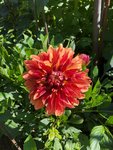 2020-06-30 Orange-Mix 1.jpg