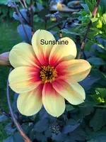 2020-06-30 Sunshine.webp