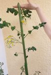 IMG_20200701_072010.jpg