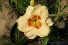 Siloam French Marble+.webp