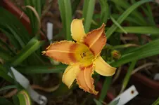 Saber Tooth Tiger.webp