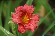 Little Show Stopper.webp