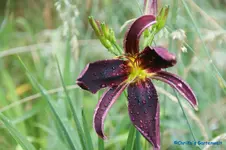 Chokecherry Montain.webp