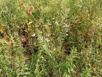 IMG_20200615_100640.jpg