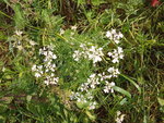 IMG_20200615_100646.jpg