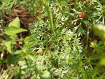 IMG_20200615_100709.jpg