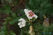 comp_DSC09074.webp