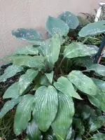 20200616_212547.webp