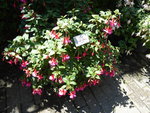 P1010014Display.JPG