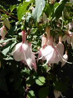 P1010018Ester.webp