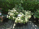 P1010023Die schöne Wilhelmine.JPG