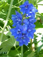 P1000980Rittersporn.webp