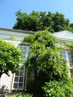 P1010045Blauregen.webp