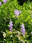 P1010046Blauregen.JPG