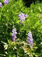 P1010046Blauregen.webp