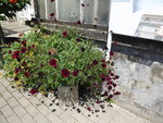 P1010050Schokoladenblume.JPG