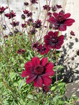 P1010051Schokoladenblume.JPG