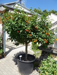 P1010052Wandelröschen.JPG