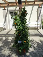 P1010054orange beaty.webp
