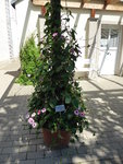 P1010058Arizona Rose Sensation.JPG