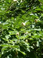 P1010062Quitte.webp