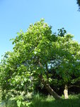 P1010070Trompetenbaum.JPG
