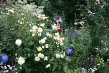 Juli    0720.webp