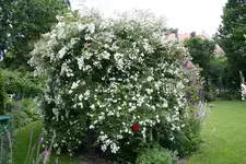 Rosentempel  0220.webp