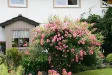 Haus  0420.webp