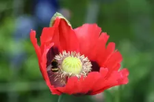 Mohn  0720.webp
