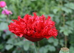 Mohn  0820.JPG