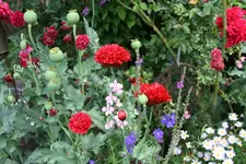 Mohn  0920.webp