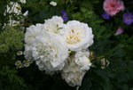 Rose Kosmos0420.JPG