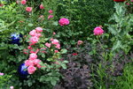 Rose Leonardo da Vinci 0120.JPG