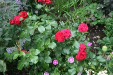 Rose Red Leonardo da Vinci 0420.webp