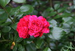 Rose Red Leonardo da Vinci 0520.JPG